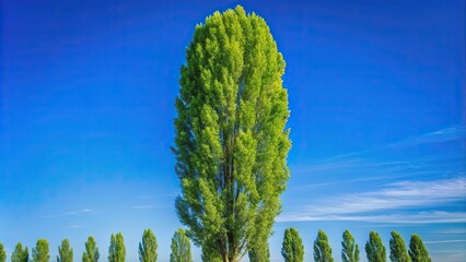 Tall black poplar tree with distinctive diamond-shaped leaves, standing against a bright blue sky , black poplar, cottonwood