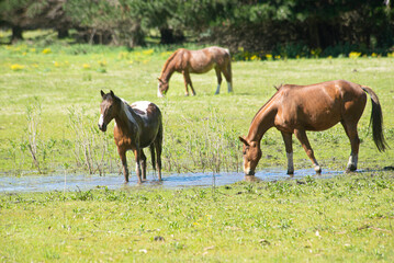 Fototapeta premium Horses on the grass field