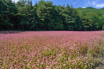 広大な満開の赤蕎麦畑の情景