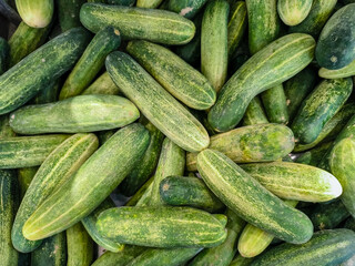 Cucumber