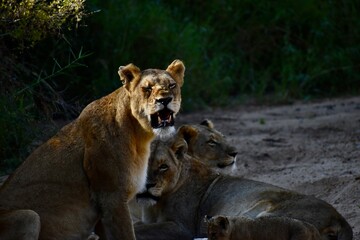 Protective Lioness