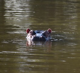 Hippo rising 