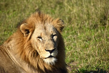 Obraz premium male lion in the grass
