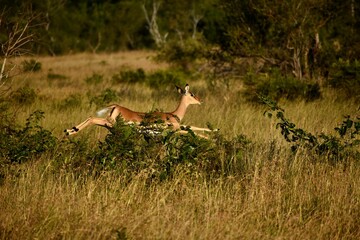 Jumping Impala