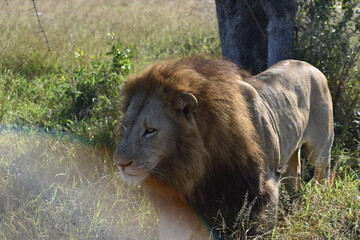 Reflective light against lion