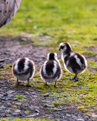 Baby birds in the grass