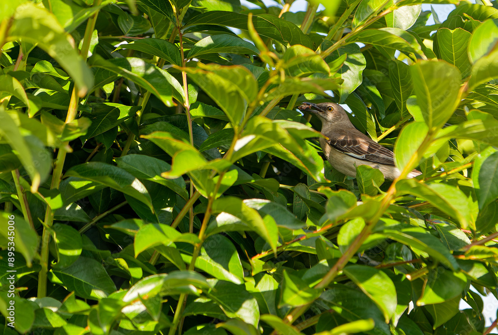 Wall mural mocking bird hidden in a crape myrtle tree eating an insect.