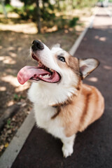 Portrait of a Pembroke Welsh Corgi dog on a sunny day. Sits and looks to the side, sticking out his tongue. Happy little dog. Concept of care, animal life, health, show