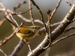森の中で枝に留まっているウグイス