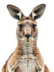 Fototapeta premium Kangaroo Portrait, png