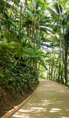 Peaceful Green Pathway Through a Tropical Forest