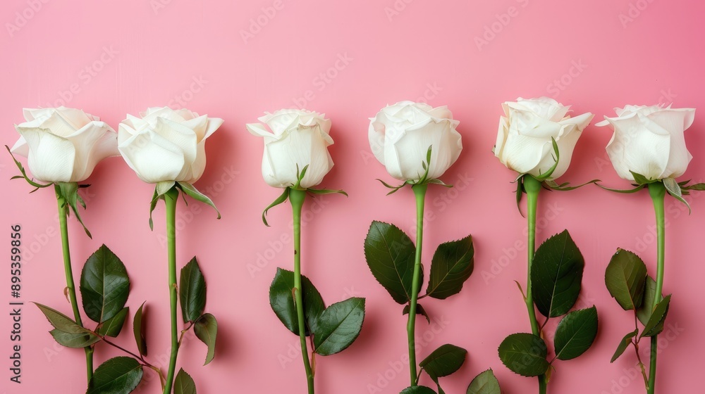 Poster white roses in a row on pink background with one standing out creamy flowers arranged with copy spac