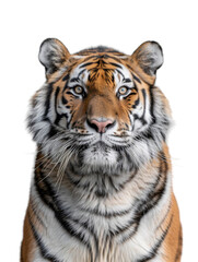 Obraz premium Close up bengal tiger isolated on transparent