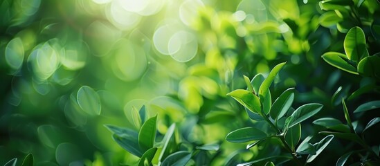 Obraz premium Sunlight Through Green Leaves