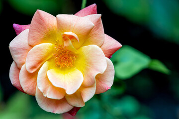 Delicate Pink & Yellow rosa 'Joseph's Coat' Rose 