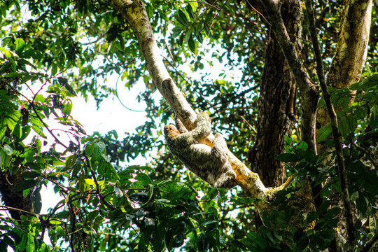Oso perezoso trepando un &aacute;rbol en b&uacute;squeda de su alimento, en Quepo, Costa Rica - 25 de de marzo de 2023