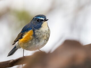 森の中の木陰で枝に留まっているルリビタキの雄