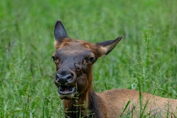 elk, cherokee, deer, animal, stag, wildlife, antlers, mammal, nature, wild, buck, forest, horns, antelope, brown, antler, grass, hunting, park, beautiful, elk, green, red deer, animals, reindeer, aler