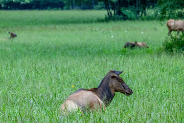 elk, cherokee, deer, animal, stag, wildlife, antlers, mammal, nature, wild, buck, forest, horns, antelope, brown, antler, grass, hunting, park, beautiful, elk, green, red deer, animals, reindeer, aler