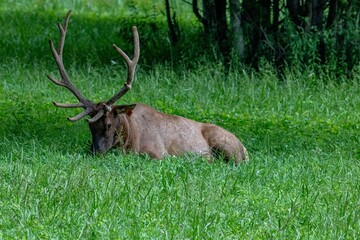 elk, cherokee, deer, animal, stag, wildlife, antlers, mammal, nature, wild, buck, forest, horns, antelope, brown, antler, grass, hunting, park, beautiful, elk, green, red deer, animals, reindeer, aler
