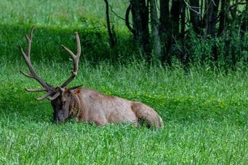 elk, cherokee, deer, animal, stag, wildlife, antlers, mammal, nature, wild, buck, forest, horns, antelope, brown, antler, grass, hunting, park, beautiful, elk, green, red deer, animals, reindeer, aler