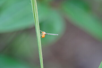 Derbidae or Zoraidini is a long winged planthopper.