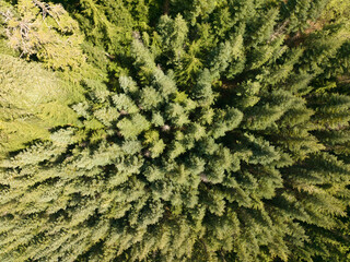 Aerial View of Dense Evergreen Forest