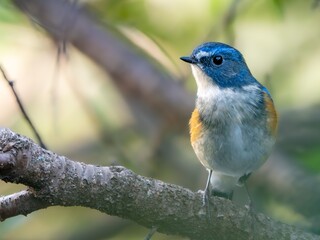 森の中の木陰で枝に留まっているルリビタキの雄