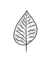 Outline monstera leaf. Hand drawn sketch black and white tropical plants vector illustration. Palm leaf line art. Engraved style.