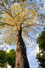 tree in the park,  árvores 
