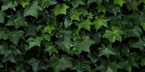 Wild ivy leaves, showing climbing habits Artificial Intelligence Generated