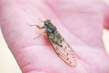 手の平にツクツクボウシ