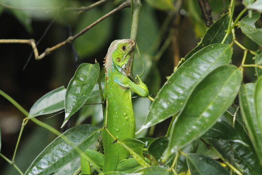 Iguana verde trepando las hojas