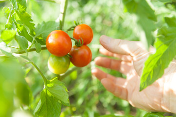 ミニトマトの収穫