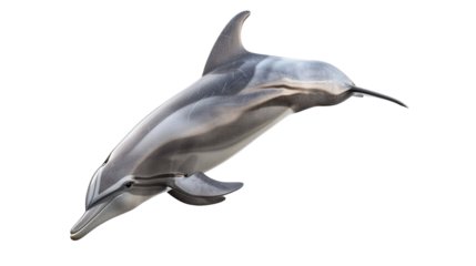 Isolated dolphin isolated on white background.