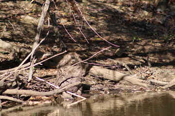 Beaver in the pond