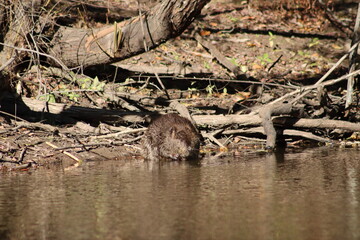 Beaver in the pond