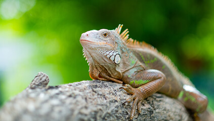 lizard, animal, green lizard with blur background