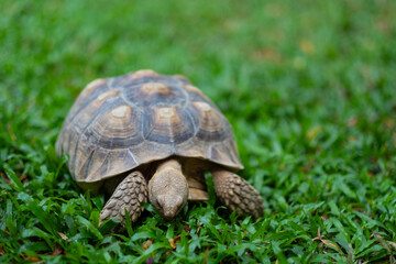 Sucata tortoise on the ground
