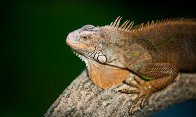 lizard, animal, green lizard with blur background