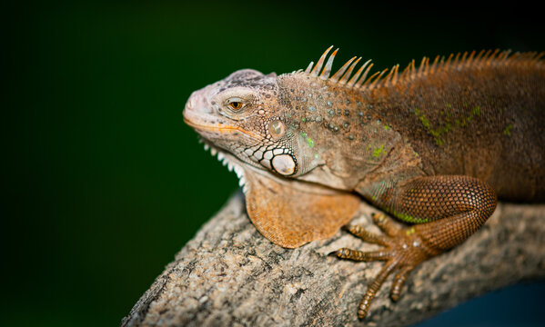 lizard, animal, green lizard with blur background