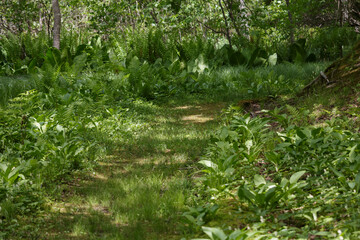 Footpath through lush leafy green summer woodland