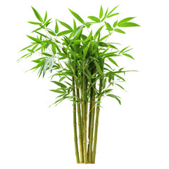 Fototapeta premium Green Bamboo Plant Isolated on white background