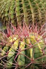 Obraz premium Ferocactus 1