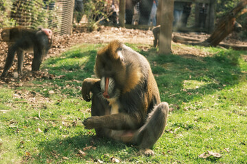 Mandrill monkey sitting in zoo enclosure
