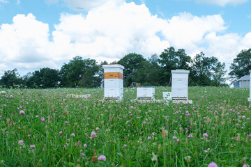 bee hives in the field
