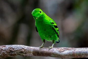 Green Broadbill, It is a beautiful bird in nature in Thailand.