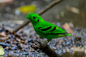 Green Broadbill, It is a beautiful bird in nature in Thailand.