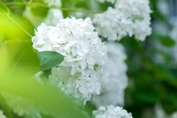 Soft focus of Beautiful bloom white flowers of Hydrangea macrophylla in garden countryside. Bush of...