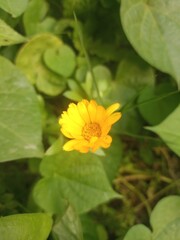calendula yellow flower in the garden